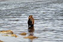 Scotland, Western Isles, South Uist, Loch Bi, Geirinis, Wild native horse bathing in the water.