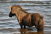 Scotland, Western Isles, South Uist, Loch Bi, Geirinis, Wild native horse bathing in the water.