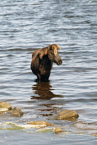 Scotland, Western Isles, South Uist, Loch Bi, Geirinis, Wild native horse bathing in the water.