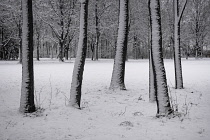 Germany, Bavaria,  Munich, Schleissheim Palace Park, snowy Sunday morning with snow spattered trees in the park.