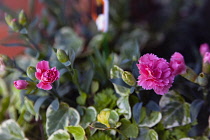 Flora, Flowers, Carnation, Dianthus, Pink coloured flowers growing outdoor in a garden.