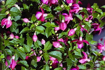 Flora, Flowers, Fuschia, Pink coloured flowers growing on the bush outdoor in a garden.