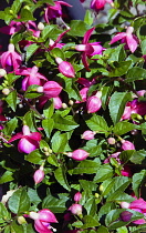 Flora, Flowers, Fuschia, Pink coloured flowers growing on the bush outdoor in a garden.