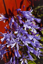 Flora, Flowers, Blue coloured Agapanthus growing outdoor in garden.