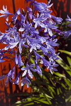 Flora, Flowers, Blue coloured Agapanthus growing outdoor in garden.