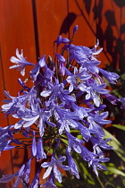 Flora, Flowers, Blue coloured Agapanthus growing outdoor in garden.