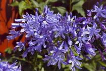 Flora, Flowers, Blue coloured Agapanthus growing outdoor in garden.