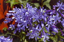 Flora, Flowers, Blue coloured Agapanthus growing outdoor in garden.