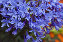 Flora, Flowers, Blue coloured Agapanthus growing outdoor in garden.