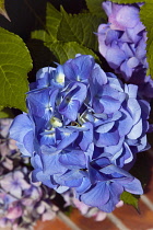 Plants, Flowers, Hydrangea, Close up of pink and mauve coloured flowers growing outdoor.