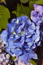 Plants, Flowers, Hydrangea, Close up of pink and mauve coloured flowers growing outdoor.