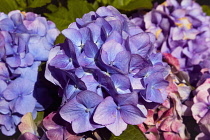 Plants, Flowers, Hydrangea, Close up of pink and mauve coloured flowers growing outdoor.