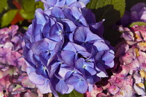 Plants, Flowers, Hydrangea, Close up of pink and mauve coloured flowers growing outdoor.