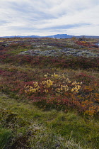Iceland, Golden Circle, Thingvellir National Park in Autumn colours. The Mid-Atlantic Rift between the North American and Eurasian tectonic plates.