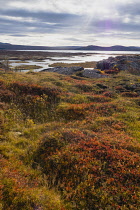 Iceland, Golden Circle, Thingvellir National Park in Autumn colours. The Mid-Atlantic Rift between the North American and Eurasian tectonic plates.Lake Thingvallavtr, the largest lake in Iceland sitti...