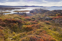 Iceland, Golden Circle, Thingvellir National Park in Autumn colours. The Mid-Atlantic Rift between the North American and Eurasian tectonic plates.Lake Thingvallavtr, the largest lake in Iceland sitti...