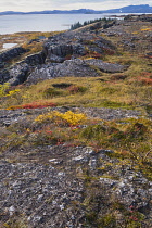 Iceland, Golden Circle, Thingvellir National Park in Autumn colours. The Mid-Atlantic Rift between the North American and Eurasian tectonic plates.Lake Thingvallavtr, the largest lake in Iceland sitti...