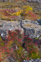Iceland, Golden Circle, Thingvellir National Park in Autumn colours. The Mid-Atlantic Rift between the North American and Eurasian tectonic plates. Fissures in the landscape.