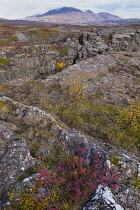 Iceland, Golden Circle, Thingvellir National Park in Autumn colours. The Mid-Atlantic Rift between the North American and Eurasian tectonic plates. Fissures in the landscape.