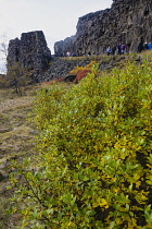 Iceland, Golden Circle, Thingvellir National Park in Autumn colours. The Mid-Atlantic Rift between the North American and Eurasian tectonic plates. Almannagja Gorge marking the edge of the North Ameri...