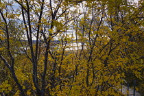 Iceland, Golden Circle, Thingvellir National Park in Autumn colours. The Mid-Atlantic Rift between the North American and Eurasian tectonic plates. Lake Thingvallavtn on Reykjares Ridge in the Rift Va...