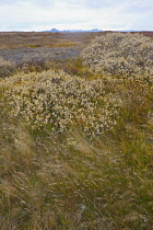 Iceland, Golden Circle, Thingvellir National Park in Autumn colours. The Mid-Atlantic Rift between the North American and Eurasian tectonic plates.