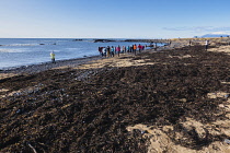 Iceland, Snaefellsnes Peninsula National Park, Ytri Tunga seal beach with sightseeing tourists.