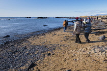 Iceland, Snaefellsnes Peninsula National Park, Ytri Tunga seal beach with sightseeing tourists.