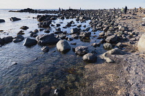 Iceland, Snaefellsnes Peninsula National Park, Ytri Tunga seal beach with sightseeing tourists.