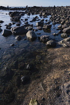 Iceland, Snaefellsnes Peninsula National Park, Ytri Tunga seal beach with sightseeing tourists.