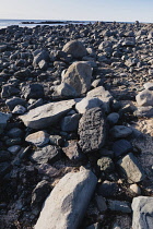 Iceland, Snaefellsnes Peninsula National Park, Ytri Tunga seal beach with sightseeing tourists.