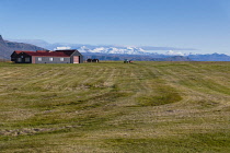 Iceland, Snaefellsnes Peninsula National Park, Arable farm and fields. With snow capped mountains in the distance.
