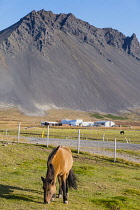 Iceland, Snaefellsnes Peninsula National Park, Icelandic horse farm below volcanic mountain.