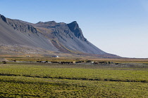 Iceland, Snaefellsnes Peninsula National Park, Icelandic horse farm below volcanic mountain.