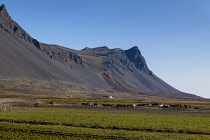 Iceland, Snaefellsnes Peninsula National Park, Icelandic horse farm below volcanic mountain.