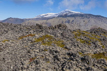 Iceland, Snaefellsnes Peninsula National Park, Snaefellsjokull, a 700,000-year-old glacier-capped stratovolcano with moss covered lava field in the foreground.