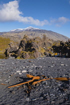 Iceland, Snaefellsnes Peninsula National Park, Snaefellsjokull, a 700,000-year-old glacier-capped stratovolcano with sightseeing tourists approaching remains of a shipwrecked British trawler on the bl...