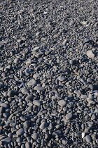Iceland, Snaefellsnes Peninsula National Park, Djupalonssandur black sand beach.