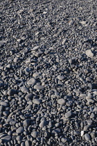 Iceland, Snaefellsnes Peninsula National Park, Djupalonssandur black sand beach.