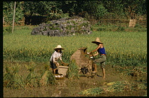 China Yangshou, Threshing rice in paddy field.