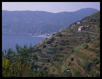 Italy, Liguria, Moterosso al Mare, Cinque Terra. View from coastal path over terraces.