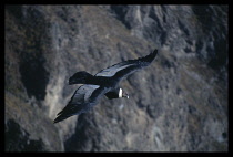 Peru, Mirador Cruz del Condor, Cabanaconde Colca canyon, Andean Condor in flight.