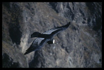 Peru, Mirador Cruz del Condor, Cabanaconde Colca canyon, Andean Condor in flight.