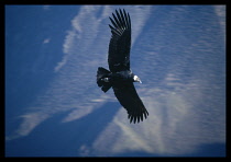 Peru, Mirador Cruz del Condor, Cabanaconde Colca canyon, Andean Condor in flight.