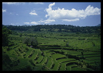 Indonesia, Bali, Tirtagangga, Rice, Terraces Aerial view.