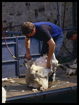 Agriculture, Farming, Livestock, Man shearing sheep.