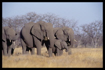 Namibia, Etosha, Elephants in the wild.