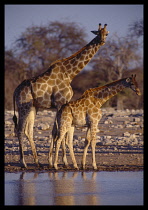 Namibia, Etosha, Giraffes in the wild.