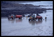 Wales, Dyfed, Environment, Workers clearing beached oil from grounded tanker the Sea Empress in West Angle Bay.