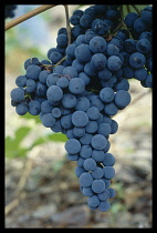 Germany, Rheinland-Pfalz , Agriculture, Black grapes growing on vine.